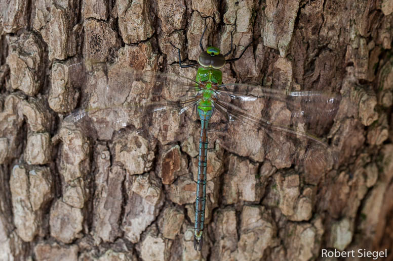 acraea